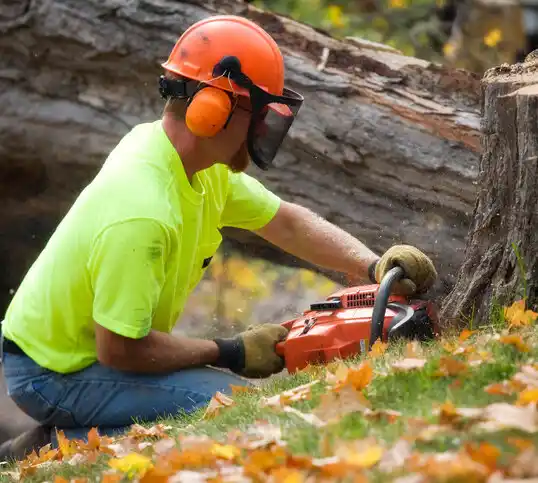 tree services Mount Arlington